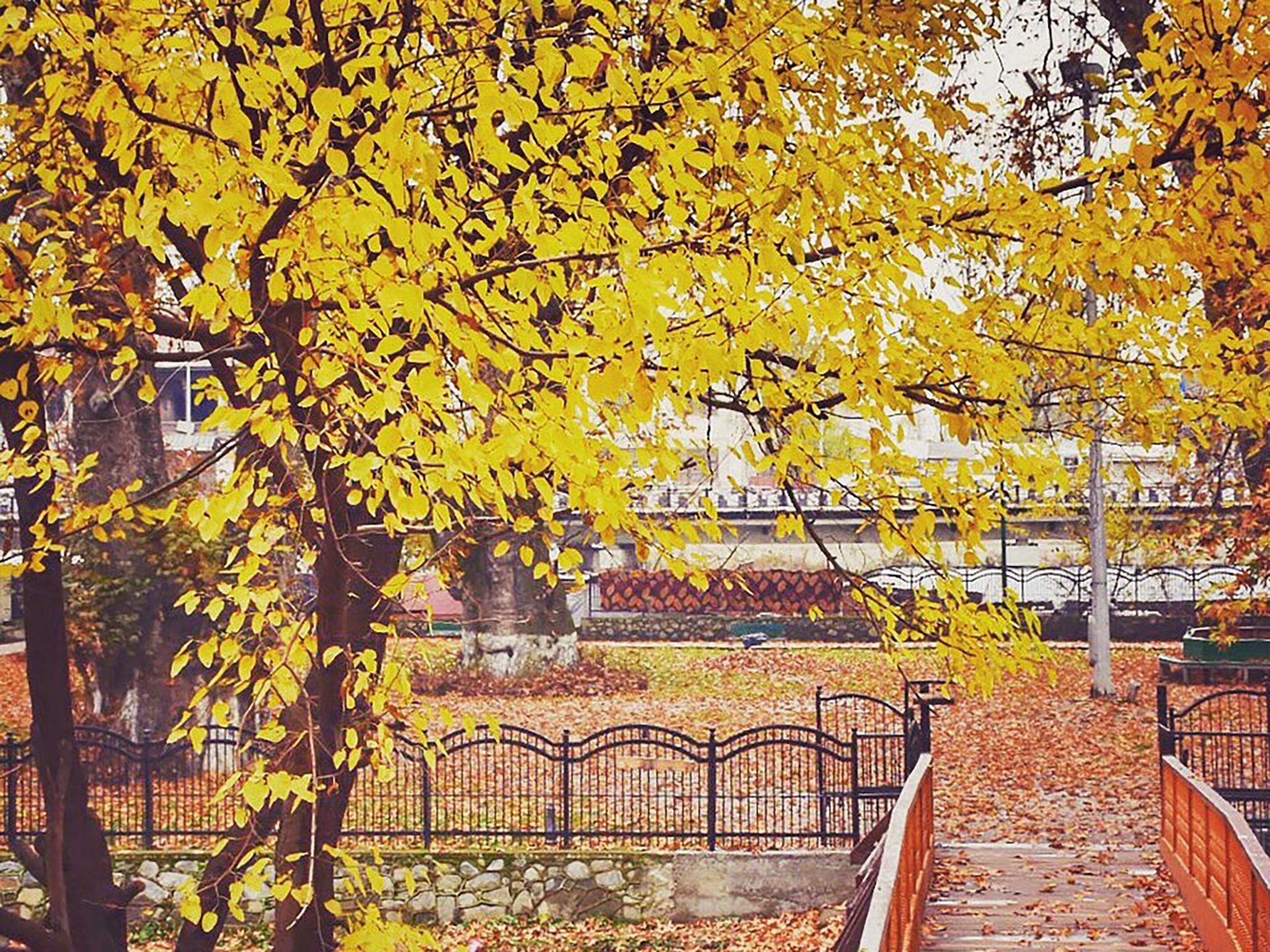 The Mighty Chinars of Kashmir: A Majestic Symbol of the Region’s Heritage