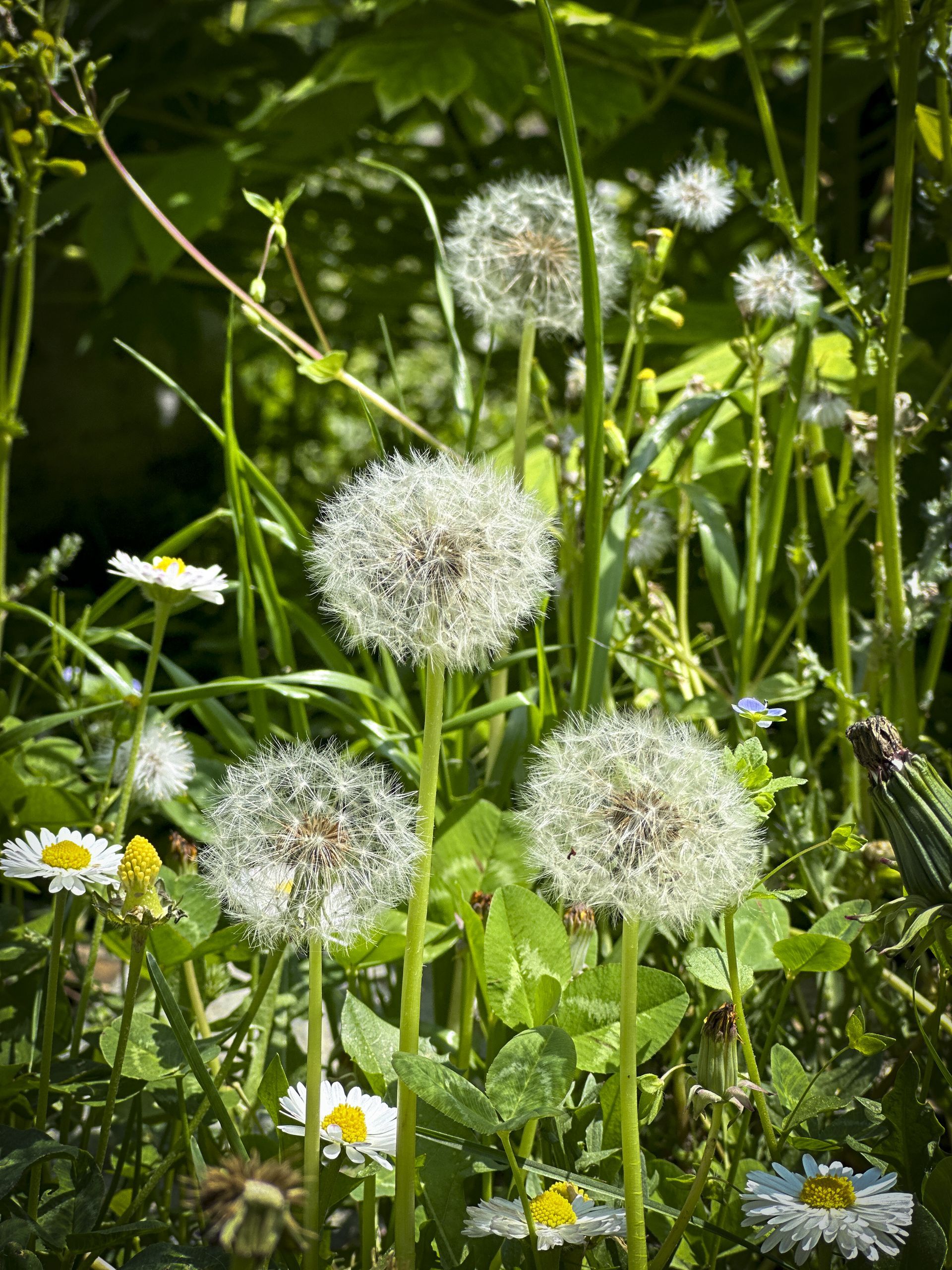 Garden Detail