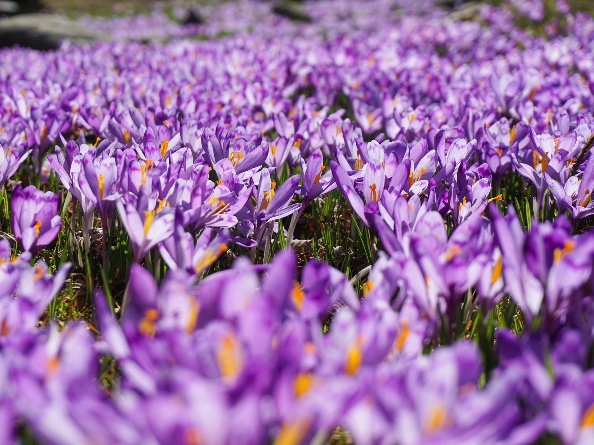 Saffron Fields